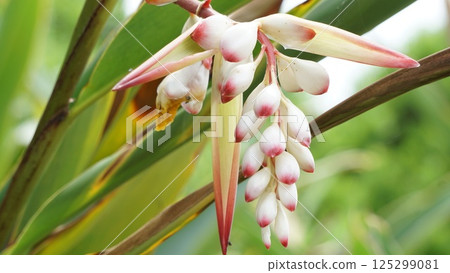 Flowers on a gloomy rainy day Flowers on a gloomy rainy day 125299081