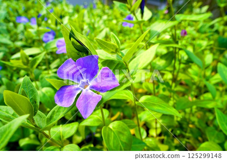 長春花 125299148