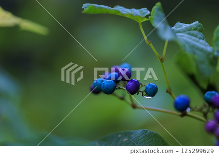 Rain-soaked wild grapes 125299629