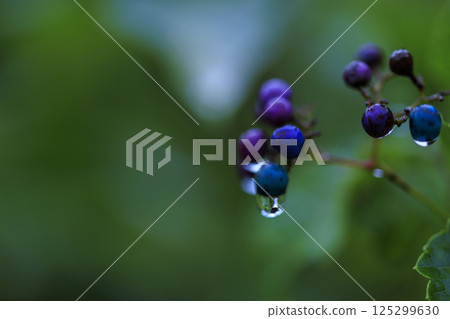 Rain-soaked wild grapes Rain-soaked wild grapes 125299630