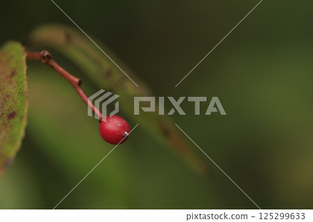 Autumn forest scenery: Red berries of Rosa multiflora Autumn forest scenery: Red berries of Rosa multiflora 125299633