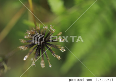 秋季野花：日本千里光種子、黏蟲 125299641