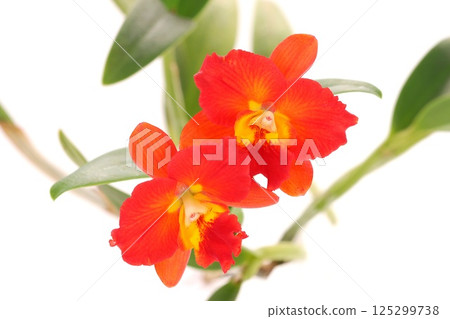 微型卡特蘭紅花 Brana Angelica 淺色背景 125299738