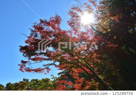新潟紅葉谷公園的秋天 125299759