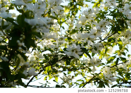 Rikyu plum (Rikyubai) 125299788