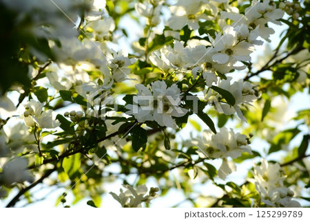 Rikyu plum (Rikyubai) 125299789