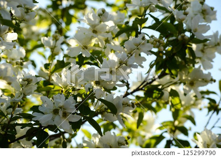 Rikyu plum (Rikyubai) Rikyu plum (Rikyubai) 125299790