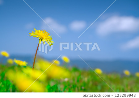 Dandelion blooming towards the blue sky 125299948