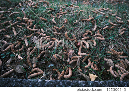 Cedar nuts falling to the ground 125300343