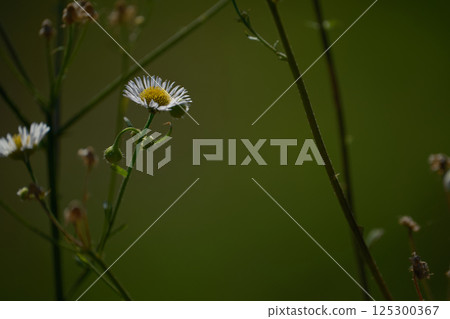 Quietly blooming halcyon flowers Quietly blooming halcyon flowers 125300367
