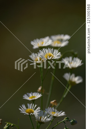 美麗的野花、雛菊 125300368