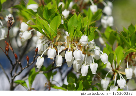 [吊鐘花] 可愛的鐘形花 125300382