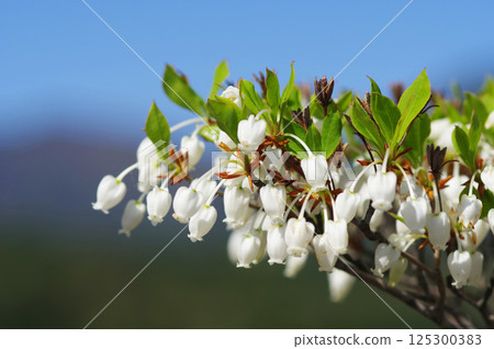 [吊鐘花] 可愛的鐘形花 125300383