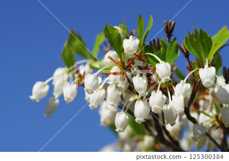 [Enkianthus campanulatus] A cute bell-shaped flower 125300384