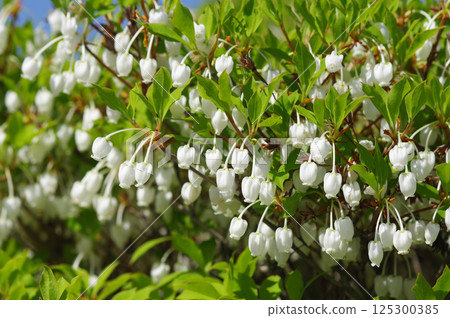 [吊鐘花] 可愛的鐘形花 125300385