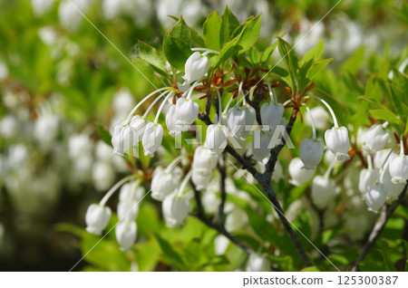 [吊鐘花] 可愛的鐘形花 125300387