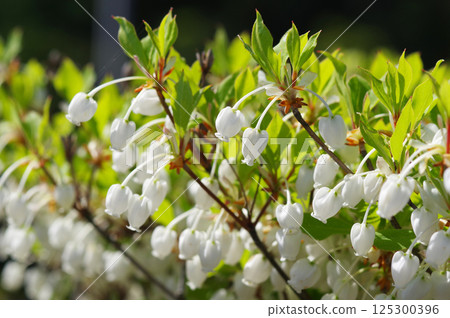[Enkianthus campanulatus] A cute bell-shaped flower 125300396