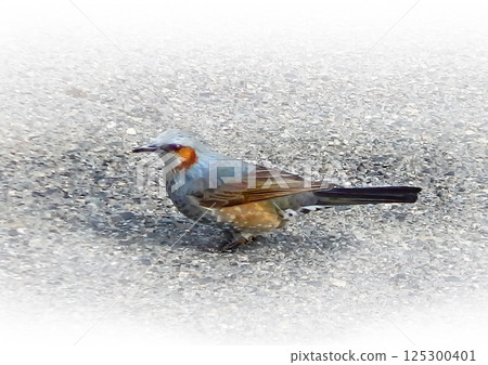 Brown-eared Bulbul, left side, facing right [horizontal composition] 125300401