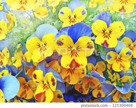 Viola Butterfly-like petals [horizontal composition] 125300408