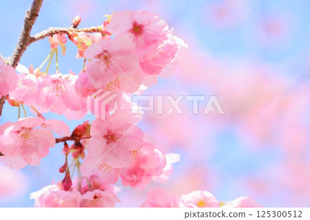 粉紅色橫紅櫻花的特寫 [藍天背景] [盛開] 125300512