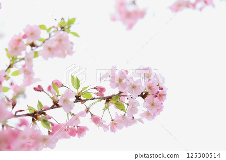 Pale pink Omoigawa cherry blossoms [White background] [Sky background] 125300514