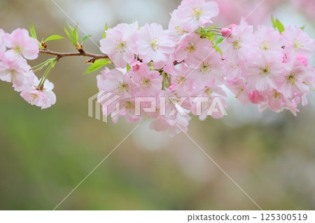 A close-up of the pale pink Omoigawa cherry blossoms [Blurred background] [Blurred background] 125300519