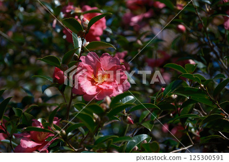 Pink camellia flower 125300591