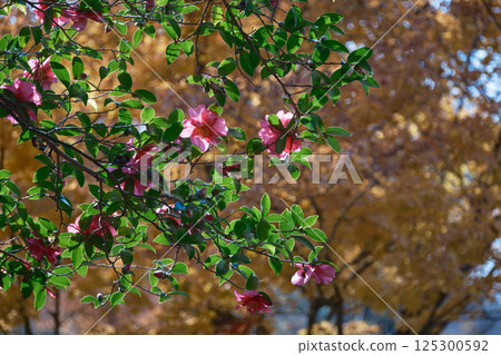 Camellia sasanqua bathed in autumn light Camellia sasanqua bathed in autumn light 125300592