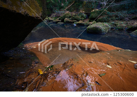 溫暖的竹林浴 溫暖的竹林浴 125300600