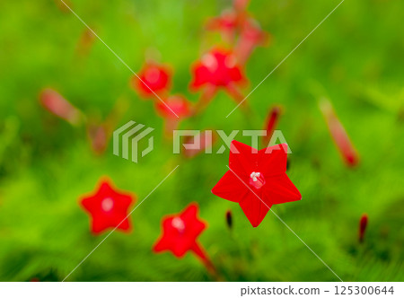 Close-up photo of Lukouso 125300644