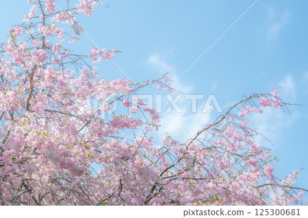 盛開的櫻花在藍天中閃耀 125300681