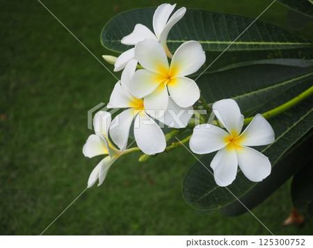 熱帶花卉“雞蛋花” 熱帶花卉“雞蛋花” 125300752