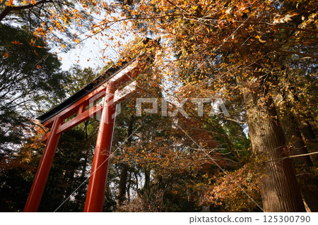 Scenery of Kirishima Shrine in autumn 125300790
