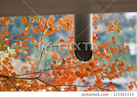 Pipe and autumn leaves 125301114