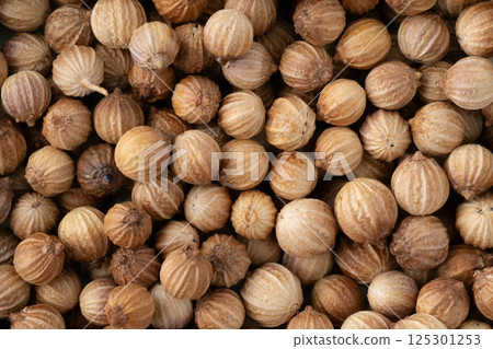 Close-up of whole coriander seeds 125301253