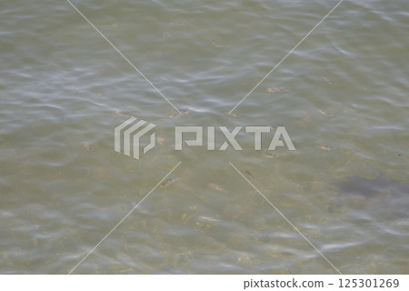 small fish 125301269