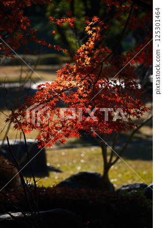Cute autumn leaves tree Cute autumn leaves tree 125301464