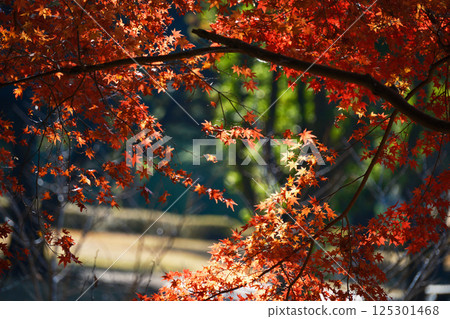 Autumn leaves frame background material Autumn leaves frame background material 125301468