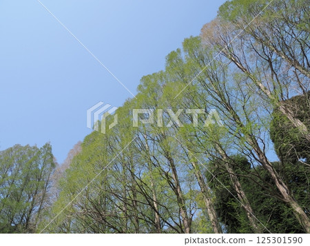 清新的綠色和藍天 清新的綠色和藍天 125301590