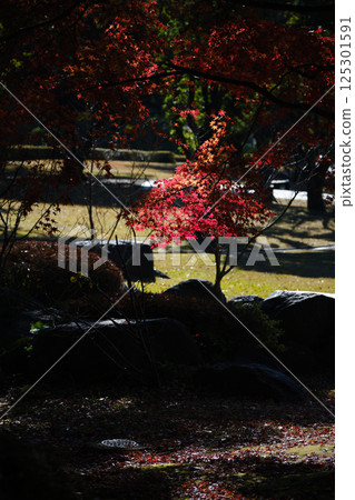 樹木變色 樹木變色 125301591