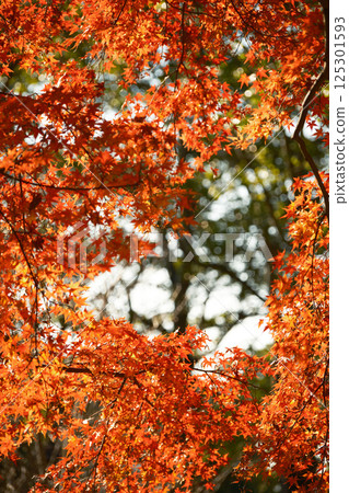 被秋葉包圍的框架 被秋葉包圍的框架 125301593