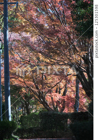 Autumn leaves in the park 125301598