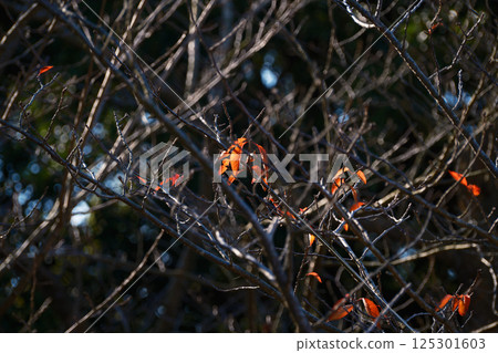 Leaves remaining in the cold winter Leaves remaining in the cold winter 125301603
