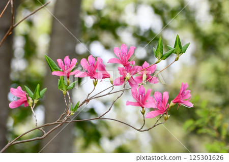 Yukigunimizu Azalea Yukigunimizu Azalea 125301626