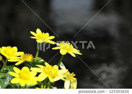 Hime Ryukinka in full bloom 125301638