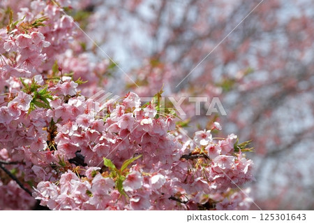 河津櫻花盛開 125301643