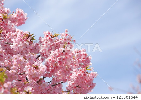 河津櫻花盛開 125301644