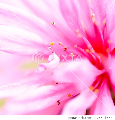菊桃的特寫照片 菊桃的特寫照片 125301662