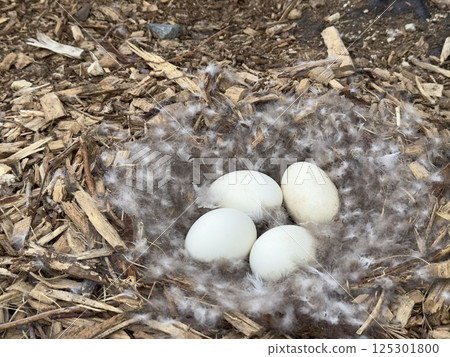 Nest with down and large white eggs of Canada goose, Branta canadensis 125301800