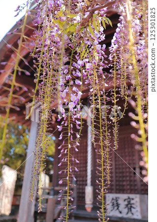神社盛開的紫藤花 125301825
